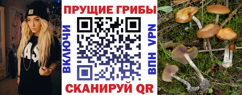 купить наркотик Сыктывкар Галлюциногенные грибы Cubensis